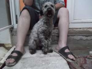 Am caniche de vanzare.