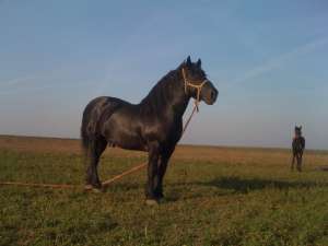Percheron 7 ani