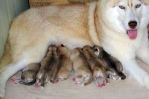 catei husky siberian de vanzare