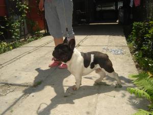 VIND SI OFER LA MONTA BULLDOG FRANCEZ SI MOPS
