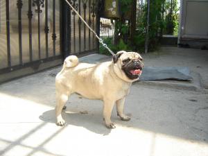 VIND SI OFER LA MONTA BULLDOG FRANCEZ SI MOPS