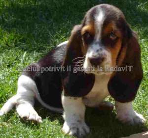 Basset Hound de vanzare-catei de rasa pura