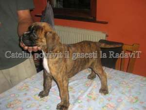 Catei de rasa pura -Boxer de vanzare