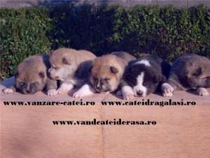 Catei de rasa de vanzare !