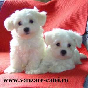 Catei de rasa de vanzare !