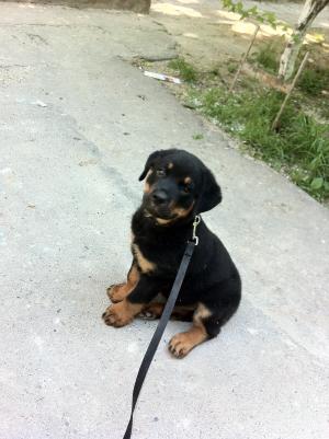 Vand pui rottwailer