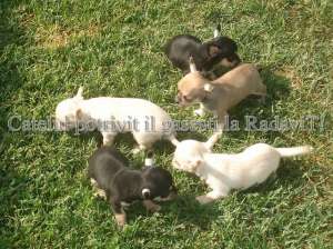 Catei de rasa pura-Chihuahua de vanzare