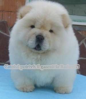 Catei de rasa pura-Chow Chow de vanzare