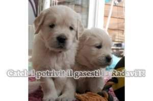 Catei de rasa pura-Golden Retriever de vanzare