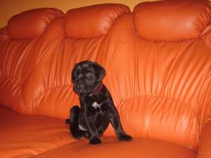 Cane Corso de vanzare