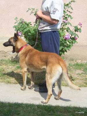Vand pui Malinois