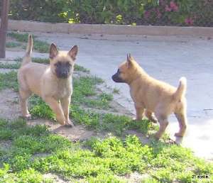 Vand pui Malinois