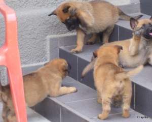 Vand pui Malinois