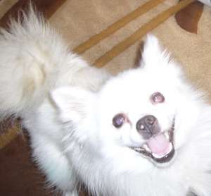 Spitz pitic