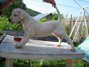 Vand Dog Argentinian