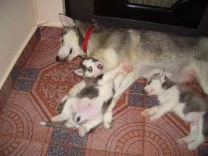 De vanzare catei husky siberian rasa pura,    cu ochi albastrii,    fetite si baieti (culoare alb cu