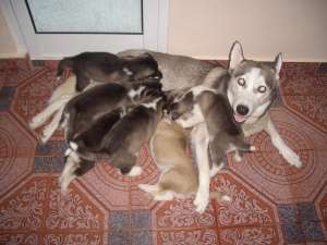 De vanzare catei husky siberian rasa pura,    cu ochi albastrii,    fetite si baieti (culoare alb cu