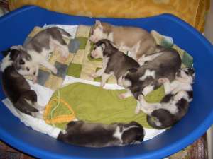 De vanzare catei husky siberian rasa pura,    cu ochi albastrii,    fetite si baieti (culoare alb cu