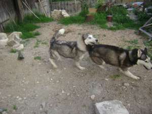 Caini Husky siberian