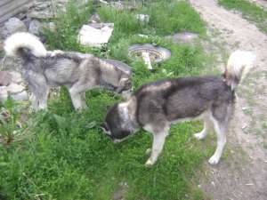 Caini Husky siberian