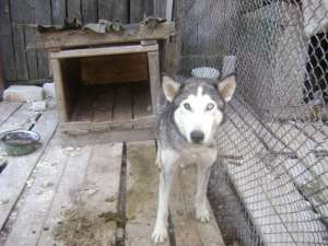 Caini Husky siberian