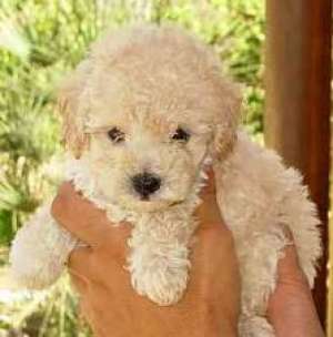 cumpar caniche