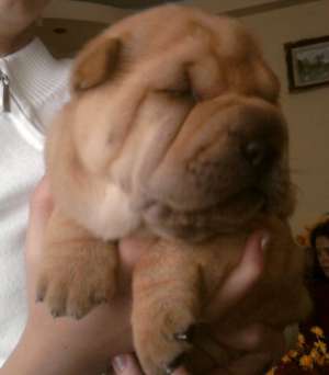 cuib de sharpei