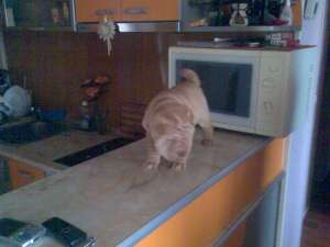 cuib de sharpei