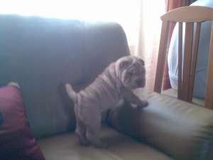 cuib de sharpei