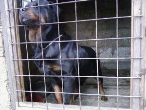 vand rottweiler