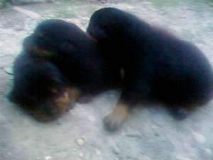 vand rottweiler