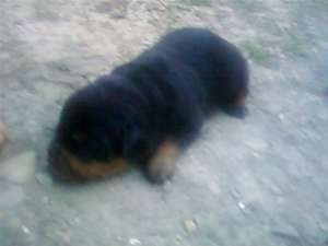 vand rottweiler