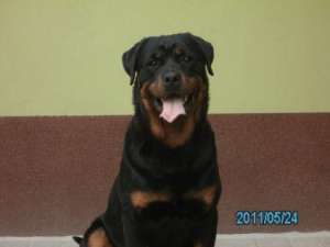 Vand catel rottweiler