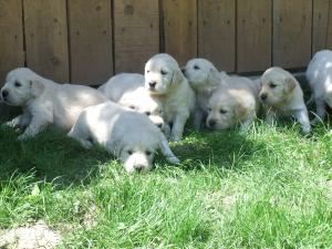 vand pui golden retriever