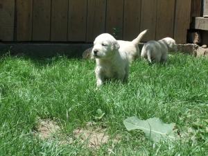 vand pui golden retriever