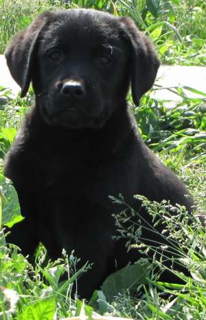 Pui Labrador de vanzare