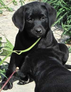Pui Labrador de vanzare