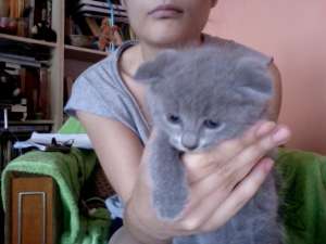 vand scottish fold si albastru de rusia