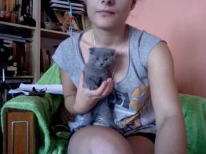 vand scottish fold si albastru de rusia