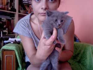 vand scottish fold si albastru de rusia