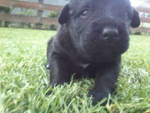 VAND PUI FEMELA CANE CORSO FOARTE FRUMOASA SI JUCAUSA
