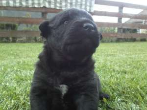 VAND PUI FEMELA CANE CORSO FOARTE FRUMOASA SI JUCAUSA