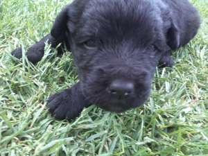 VAND PUI FEMELA CANE CORSO FOARTE FRUMOASA SI JUCAUSA