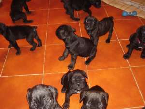 Cane corso de vanzare