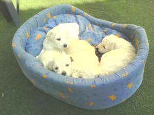 Vand Bichon frise