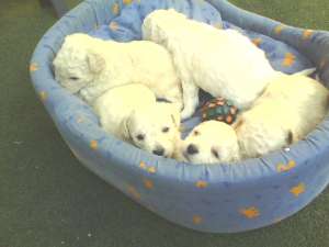 Vand Bichon frise