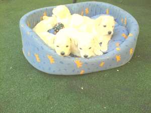 Vand Bichon frise