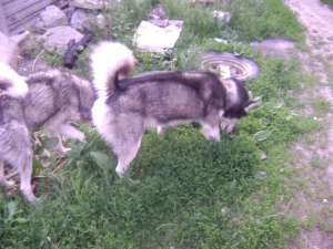 HUSKY SIBERIAN