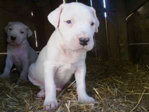 vand 7 catei dog argentinian pret 300 euro