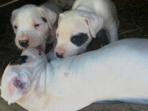 vand 7 catei dog argentinian pret 300 euro